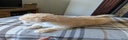 Chihuahua dogs for sale: Superb Longhaired pedigree toy chihuahuas - Advert 8