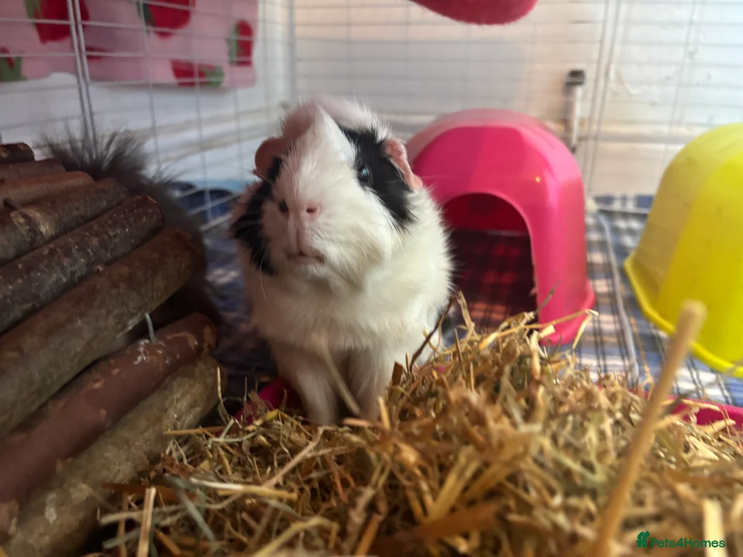 Guinea Pig rodents for sale: 2 boy guinea pigs for sale  - Advert 3