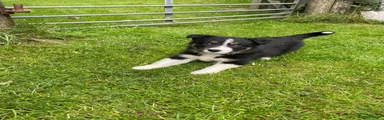 Border Collie 2