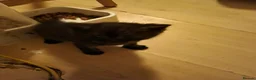 British Shorthair cats for sale: Brithish shorthair kittens  - Advert 4