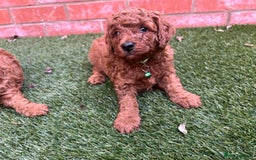 Toy Poodle dogs for sale: Adorable Deep Red Toy Poodle Puppies Available! 🐾 - Image 12