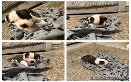 Staffordshire Bull Terrier dogs for sale: Beautiful Staffordshire bull terrier puppies  - Image 11