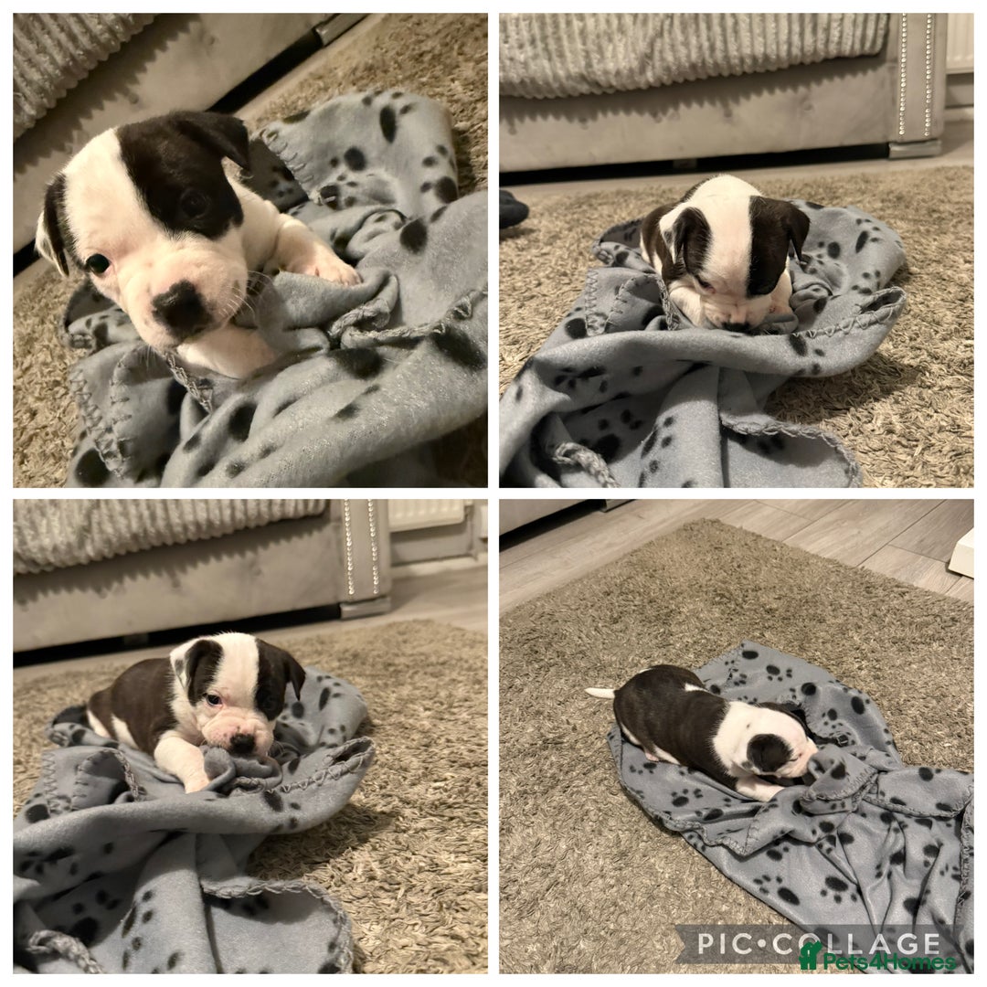 Staffordshire Bull Terrier dogs for sale: Beautiful Staffordshire bull terrier puppies  - Image 11