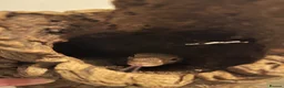 Monitor reptiles for sale: Varanus tristis tristis (Black headed monitor) in Newmarket - Advert 7