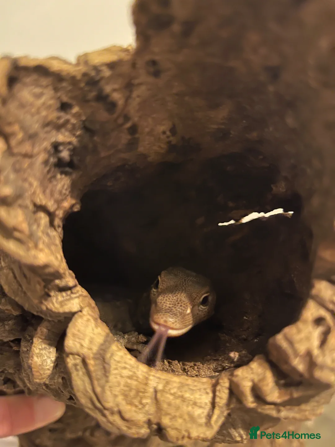 Monitor reptiles for sale: Varanus tristis tristis (Black headed monitor) in Newmarket - Advert 7