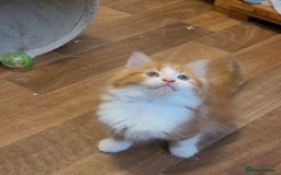 Mixed Breed cats for sale: Bonded pair of Kittens (vaccinated) - Image 12