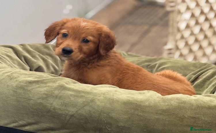 Golden Retriever dogs - Advert 1