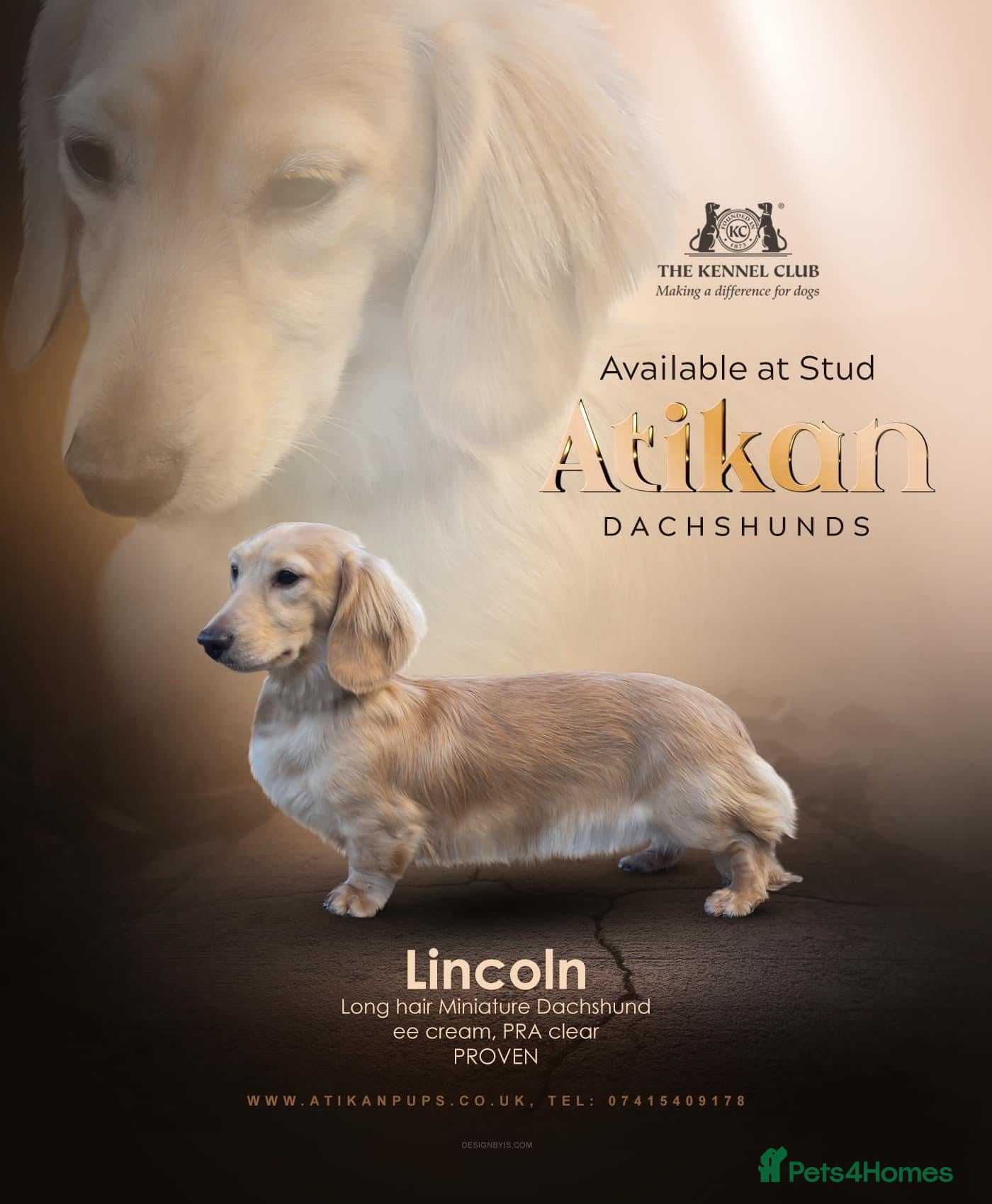 Miniature Dachshund dogs ee Cream Long Coat Miniature Dachshund Stud in Dalry - Advert 14