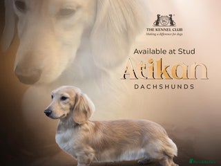 Miniature Dachshund dogs in Dalry - Advert 13