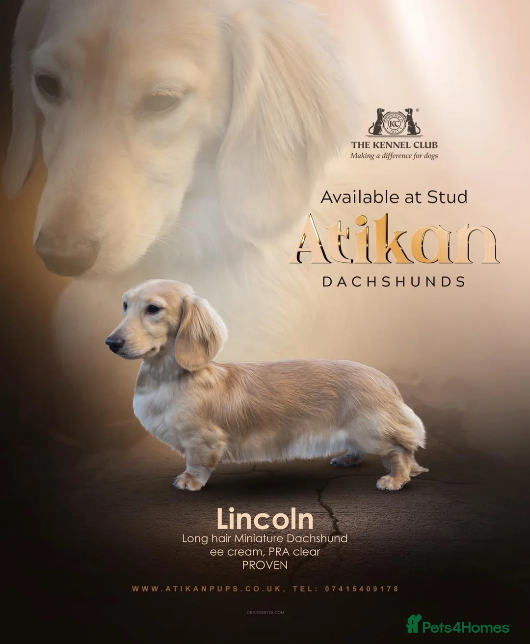 Miniature Dachshund dogs for stud: ee Cream Long Coat Miniature Dachshund Stud in Dalry - Advert 1