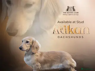 Miniature Dachshund dogs ee Cream Long Coat Miniature Dachshund Stud in Dalry - Advert 2