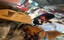 Cane Corso dogs for sale: Cane Corso - Home needed asap - video added - Image 14