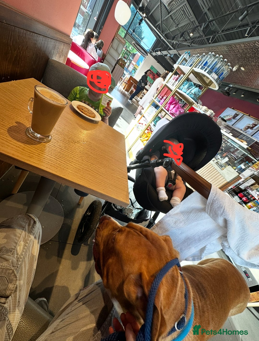 Cane Corso dogs for sale: Cane Corso - Home needed asap - video added - Image 14