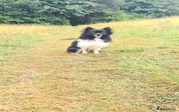 Pomchi dogs for stud: Pomchi Male For Stud in Nottingham - Image 6