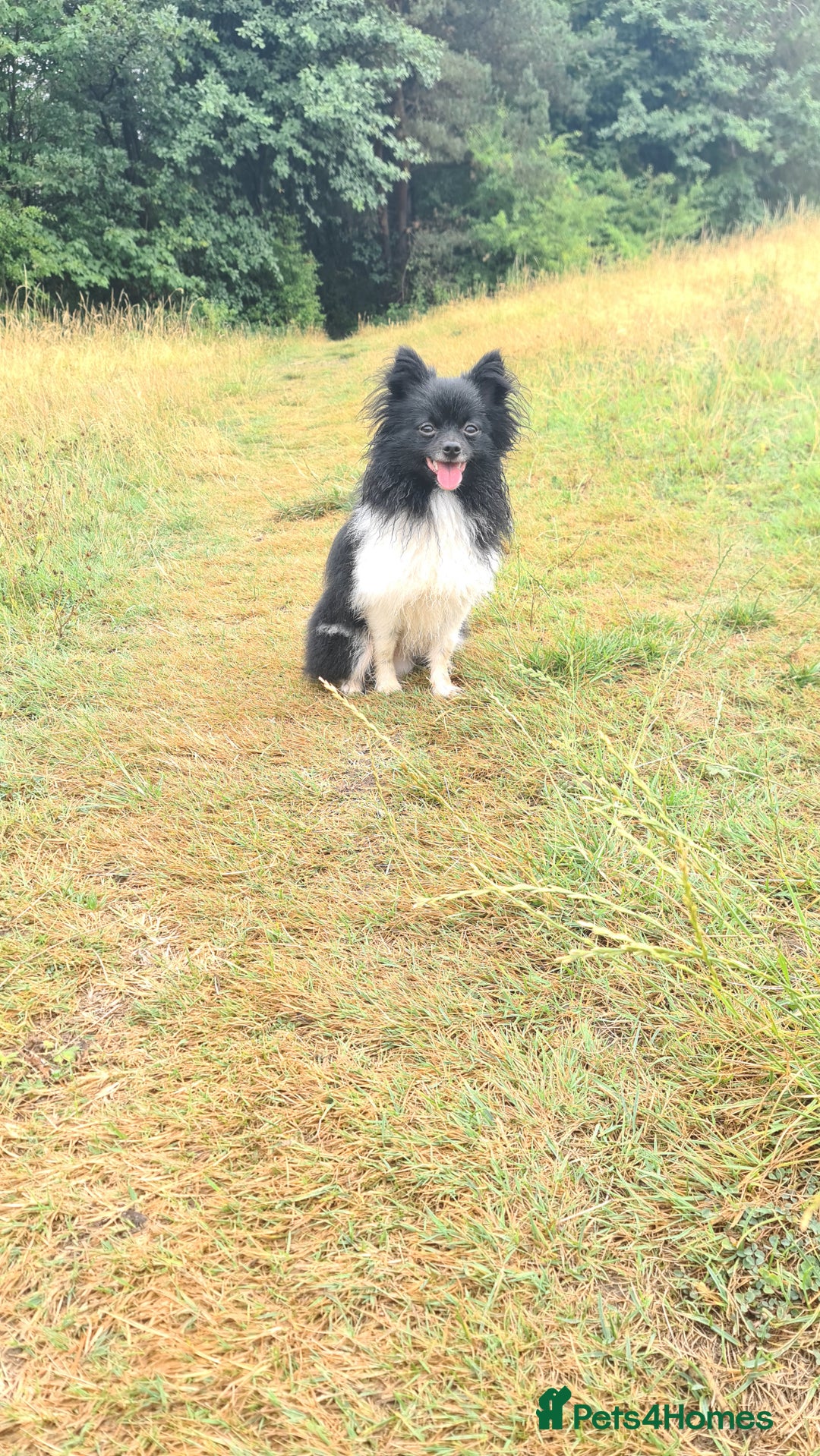 Pomchi dogs for stud: Pomchi Male For Stud in Nottingham - Image 6