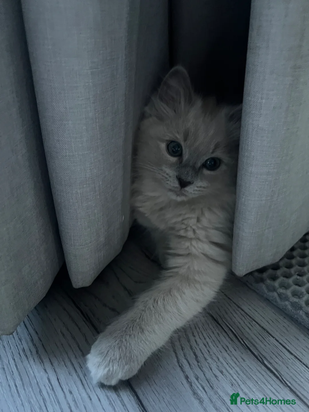 Ragdoll cats for sale: 🩶 READY NOW Blue Mink Cherubim BOY 🩶 - Advert 2