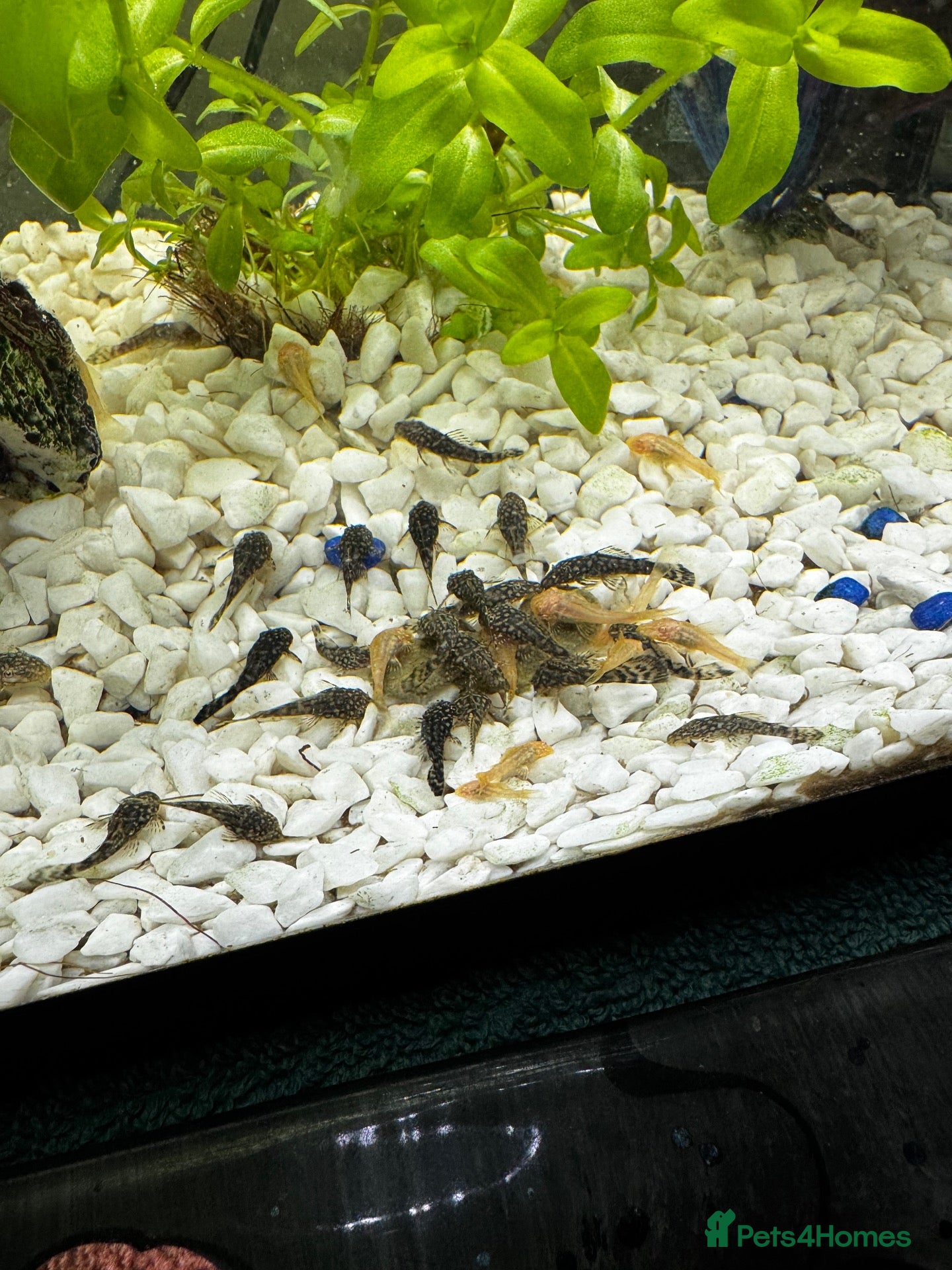 Plecos fish Bristlenose pleco - Advert 1