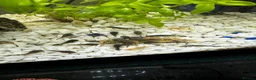 Plecos fish for sale: Bristlenose pleco in Hull - Advert 1