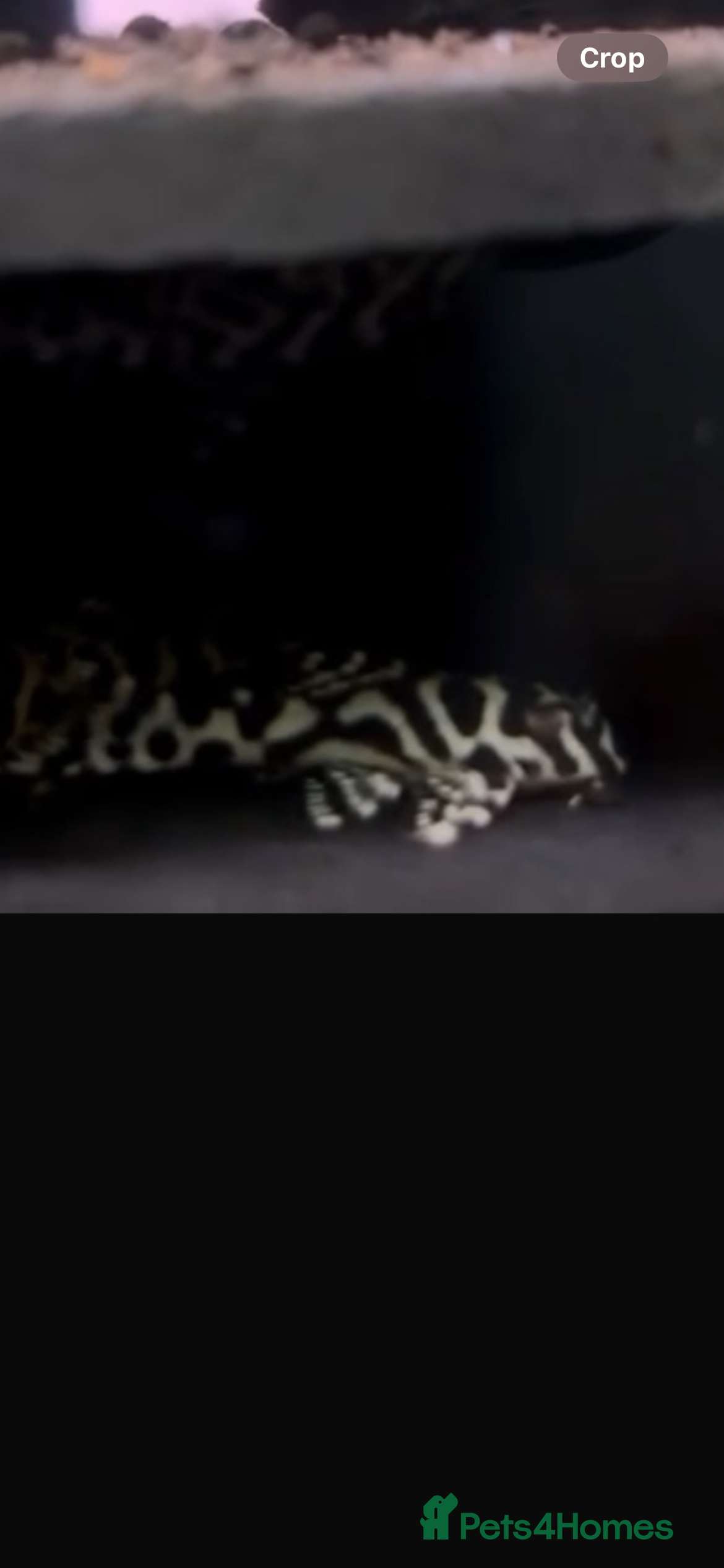 Plecos fish L236rb cracked zebra Pleco. 1”-2” - Advert 2