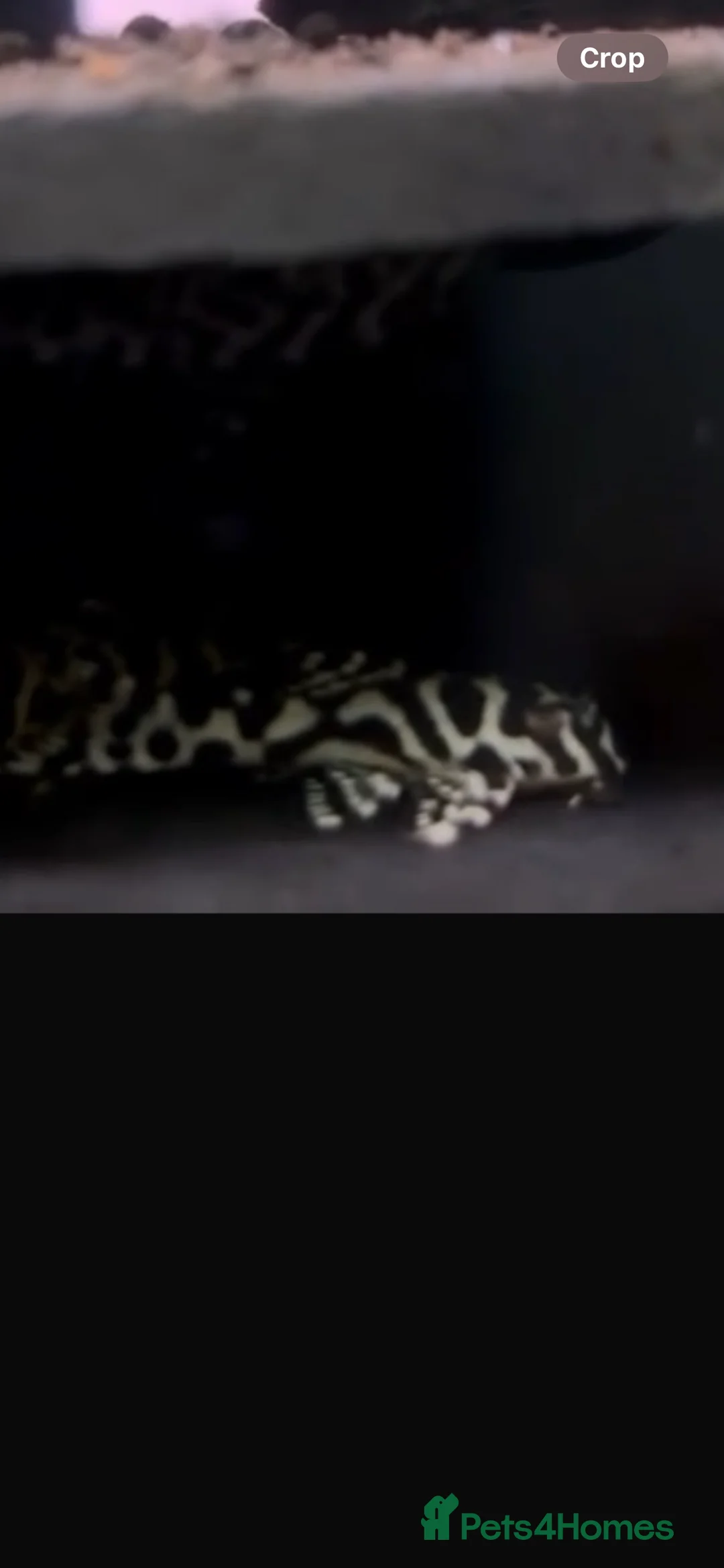 Plecos fish for sale: L236rb cracked zebra Pleco. 1”-2” - Advert 1