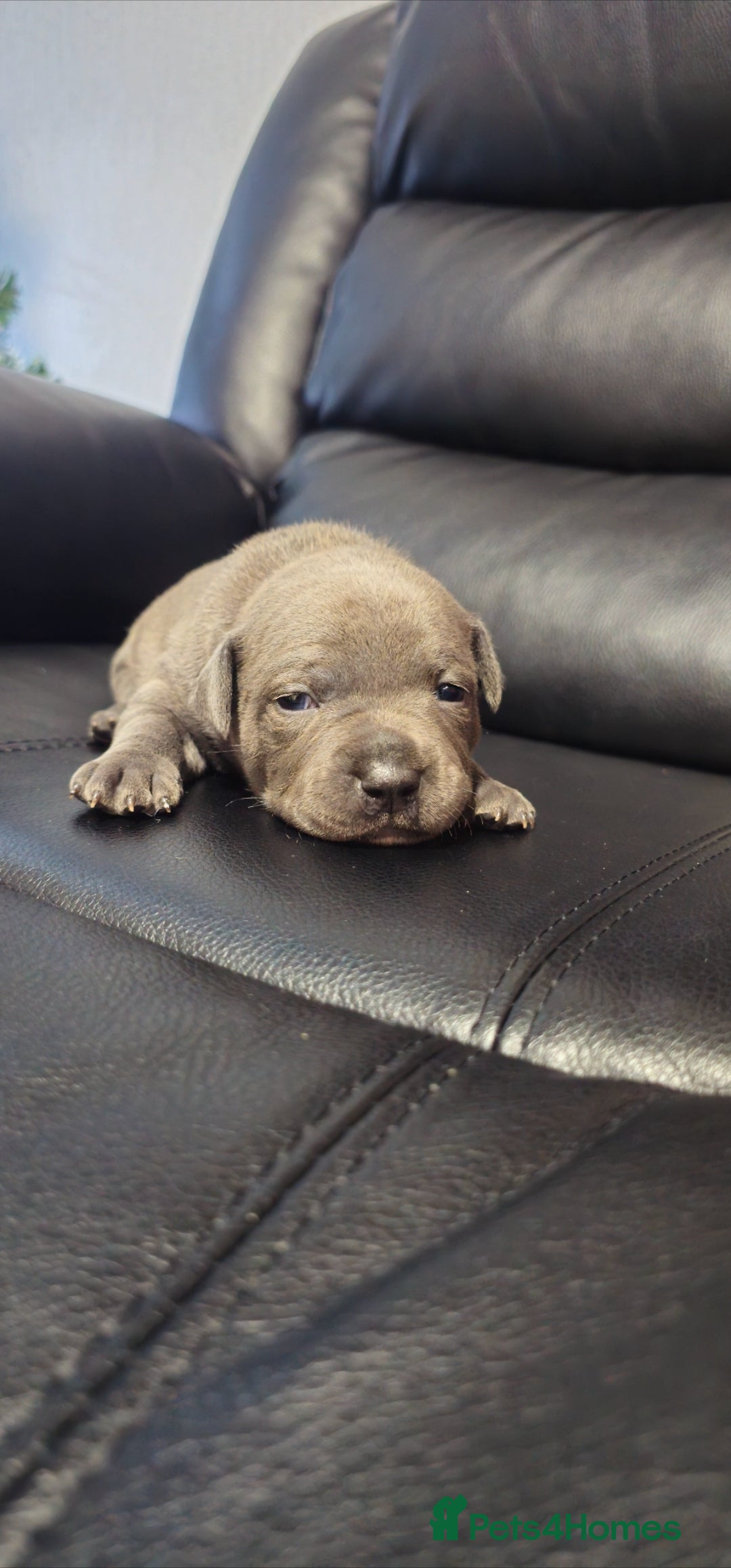 Staffordshire Bull Terrier dogs for sale: Staffordshire bull terrier  - Advert 10