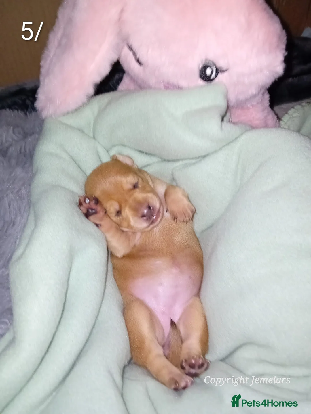 Miniature Dachshund dogs for sale: MINIATURE DACHSHUND ENGLISH CREAM LONG HAIR PUPPY  - Advert 5