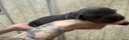 Cane Corso dogs for sale: Full Cane Corso Puppies -Blue/Grey & Black & White in Blackpool - Advert 8