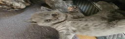 British Shorthair cats for sale: Champion lines British Shorthair kittens  - Advert 7