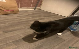 Mixed Breed cats for sale: Female Kittens ready for a new home  - Image 8
