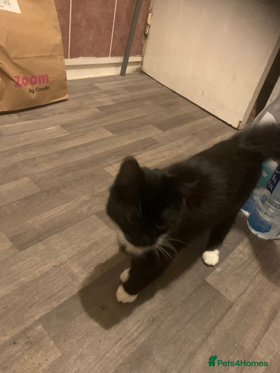 Mixed Breed cats for sale: Female Kittens ready for a new home  - Image 8
