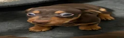 Miniature Dachshund dogs for sale: Stunning Miniature Dachshund Babies 💙🩷🩷🩷 - Advert 26