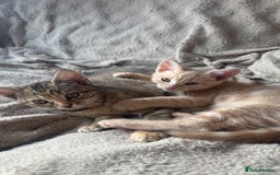 Mixed Breed cats for sale: 3 adorable kittens for sale  - Advert 9