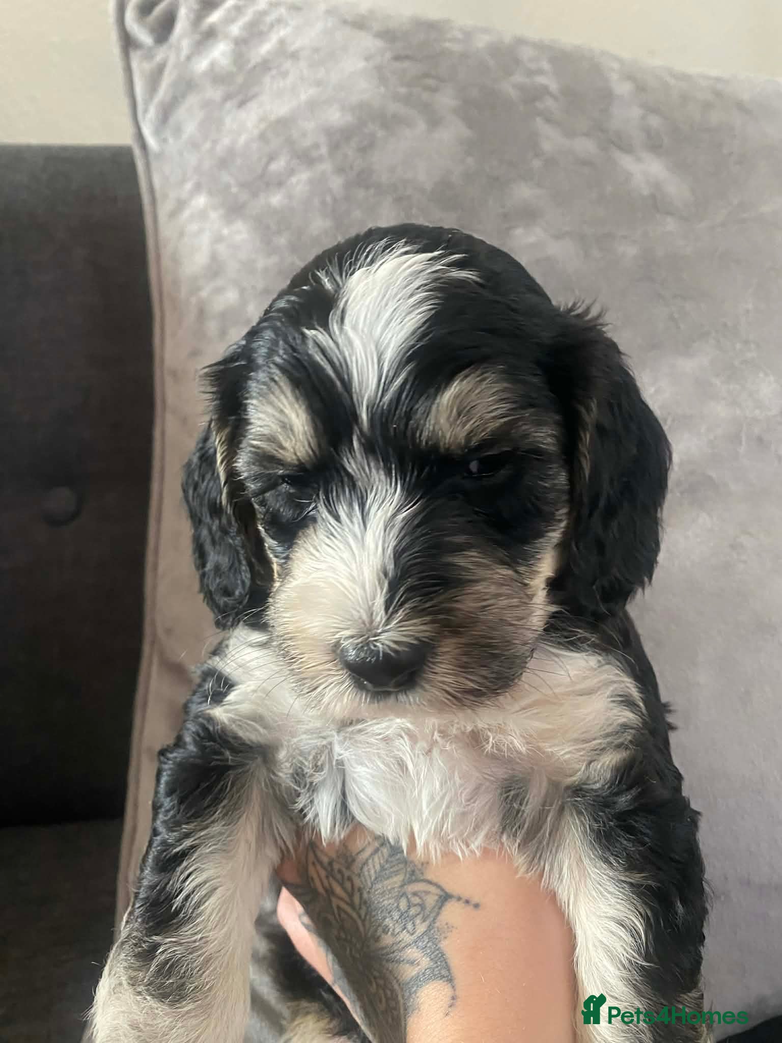 Sproodle dogs Health tested sproodles ready from the 24th April - Advert 3