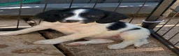 English Springer Spaniel dogs for sale: Beautiful springer spaniel puppies  - Advert 5