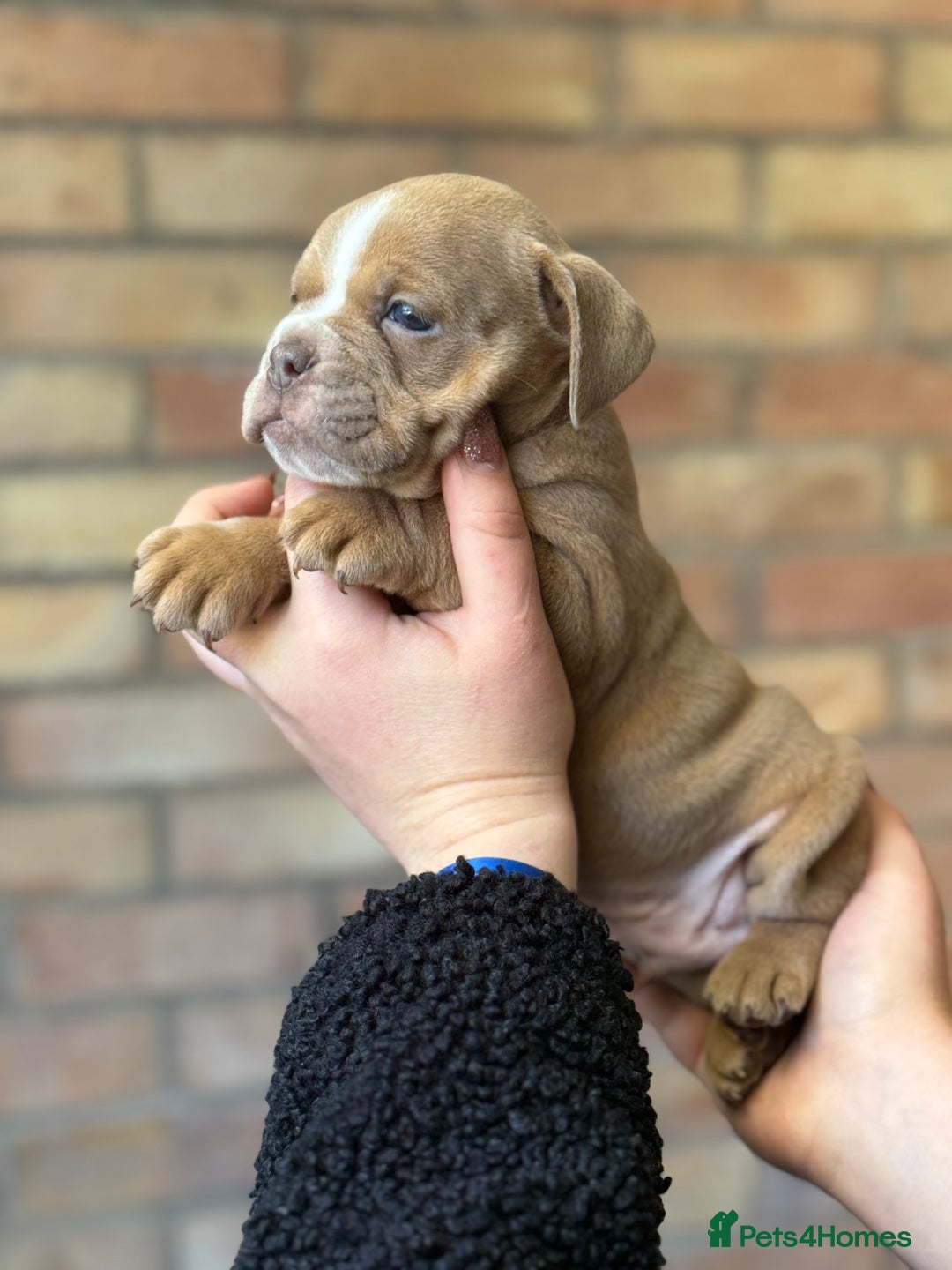 Mixed Breed dogs for sale: Bulldog de Bordeaux  - Image 22