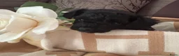 Chipoo dogs for sale: Tiny beautiful brave chipoos  - Advert 6