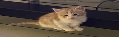 Ragdoll Kitten 4