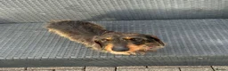 Miniature Dachshund dogs for sale: Miniature Dashounds Dapple  in Larkhall - Advert 2