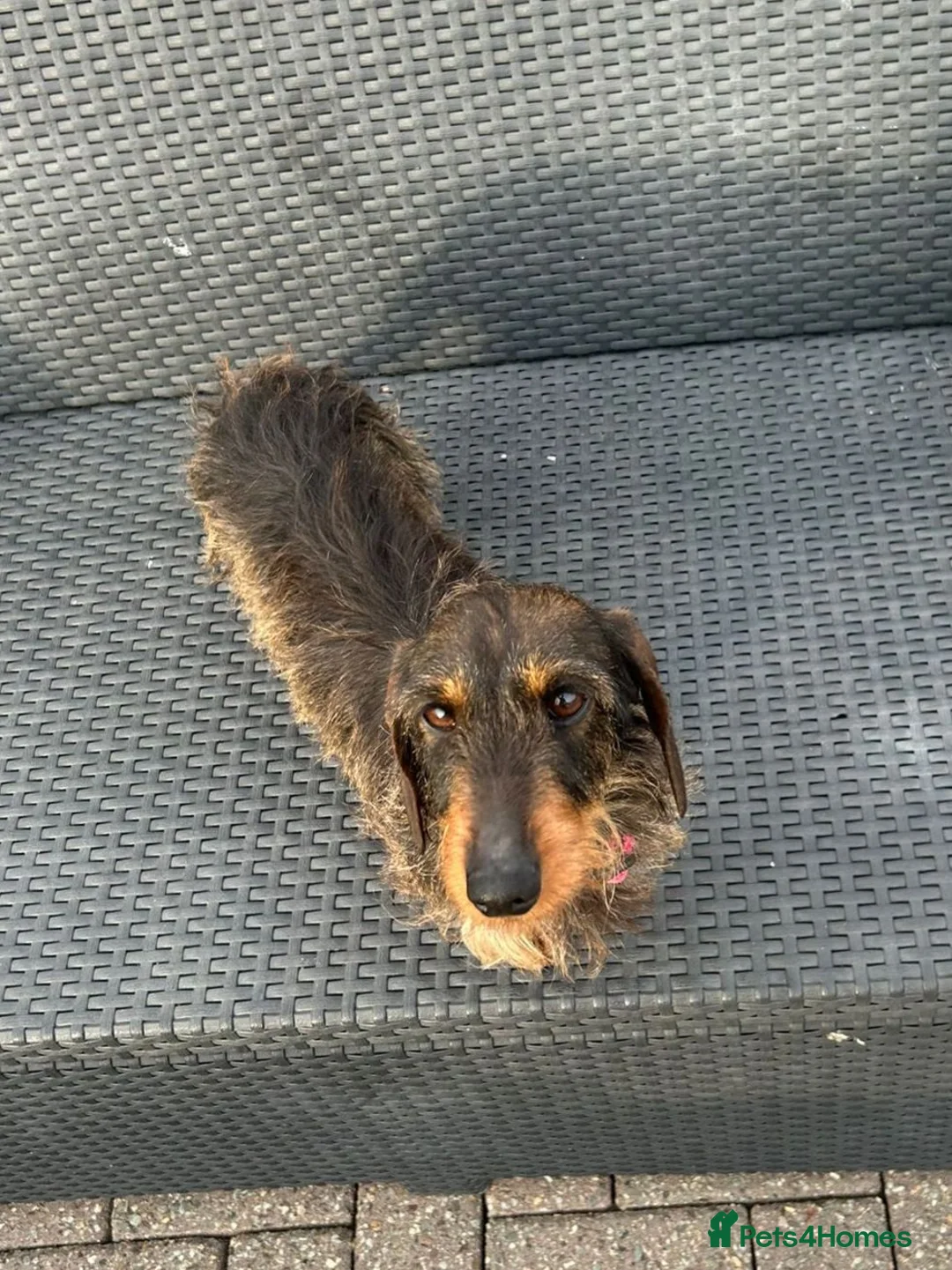 Miniature Dachshund dogs for sale: Miniature Dashounds Dapple  in Larkhall - Advert 2