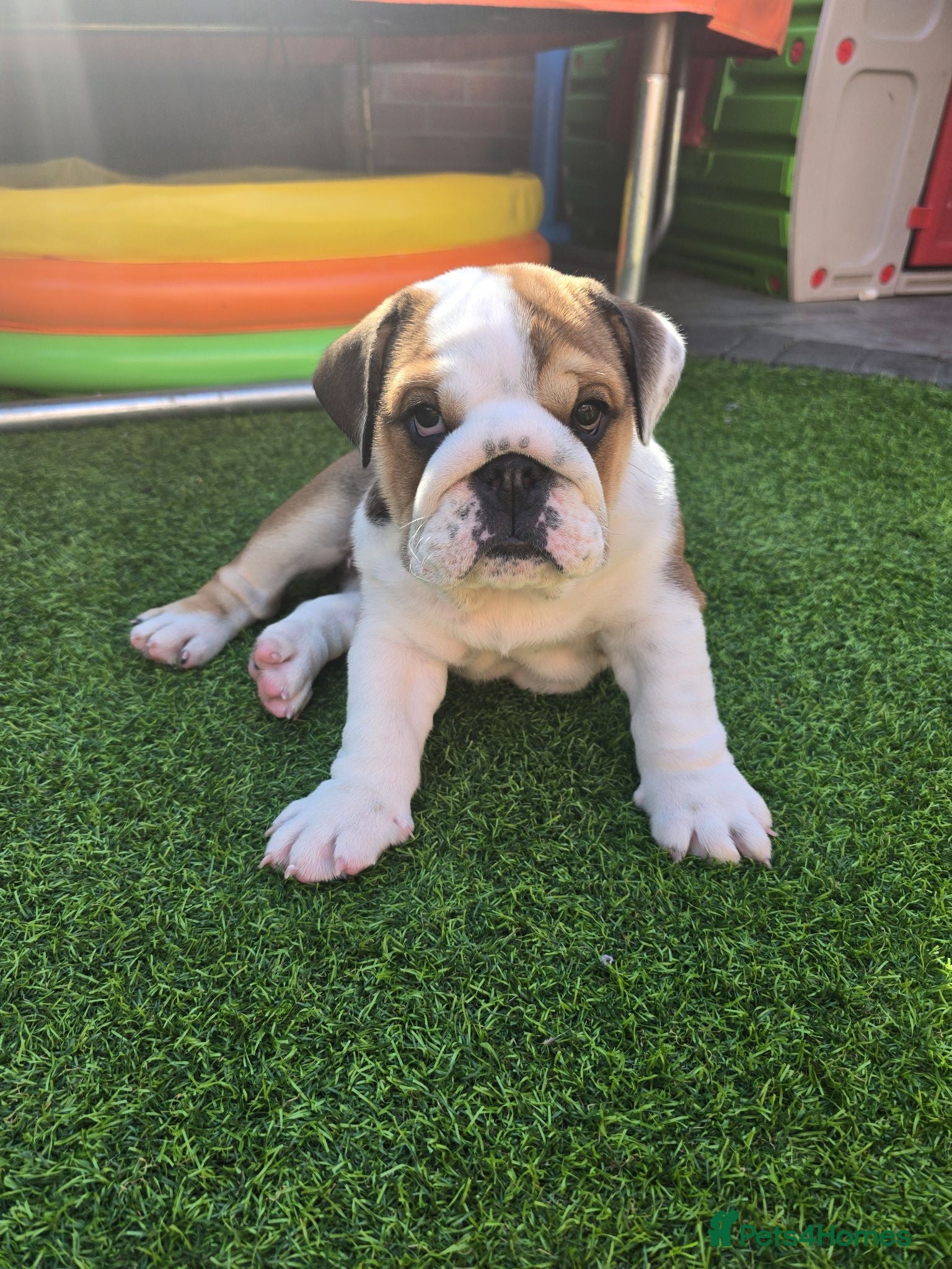 English Bulldog dogs 🐾 Last girl available  ready Thursday 🥰 - Advert 2