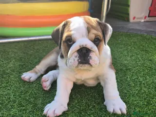 English Bulldog dogs 🐾 Last girl available ready Thursday 🥰 - Advert 2