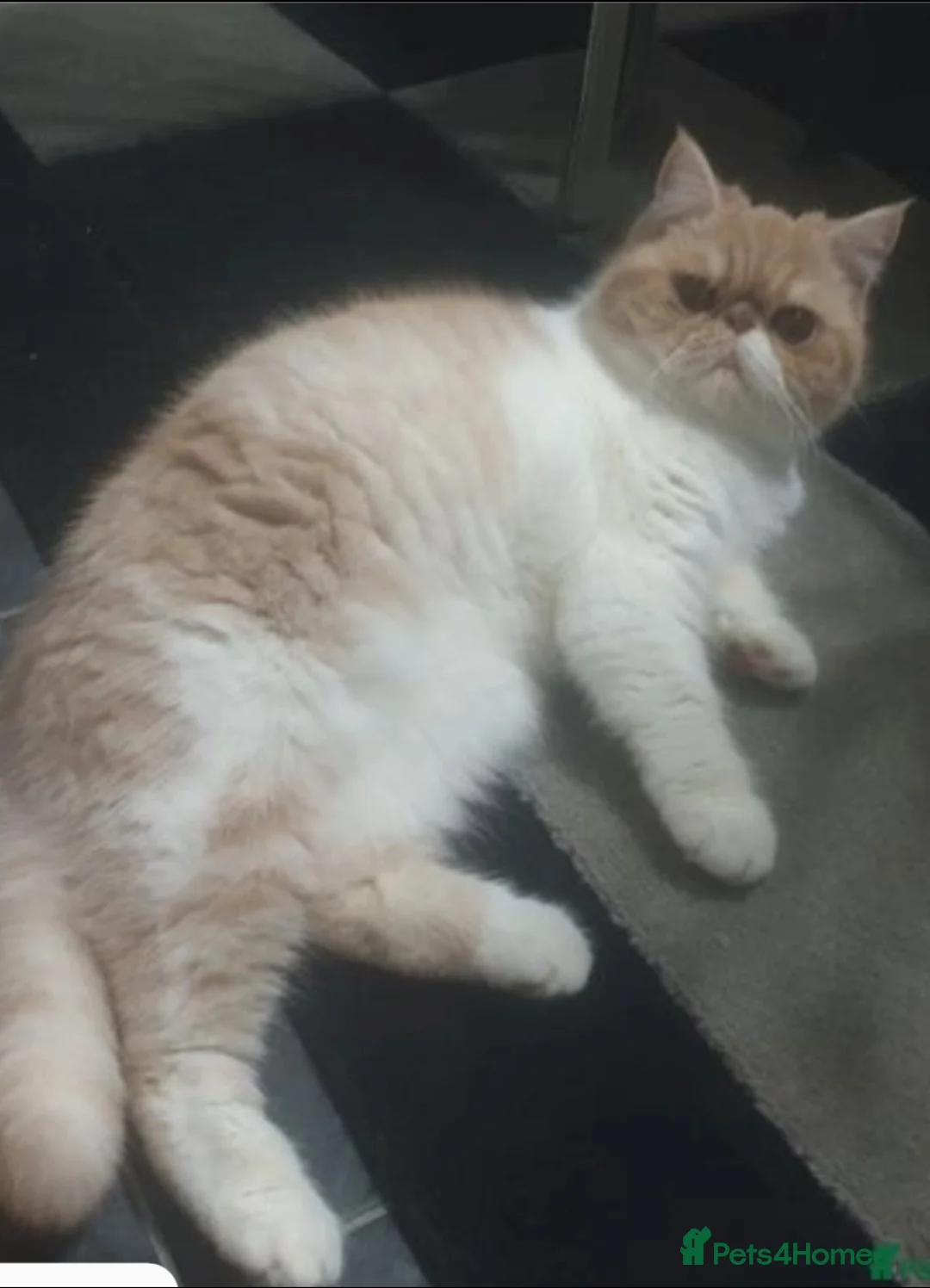 Exotic cats for sale: Gorgeous young GCCF Active Exotic female - Advert 4