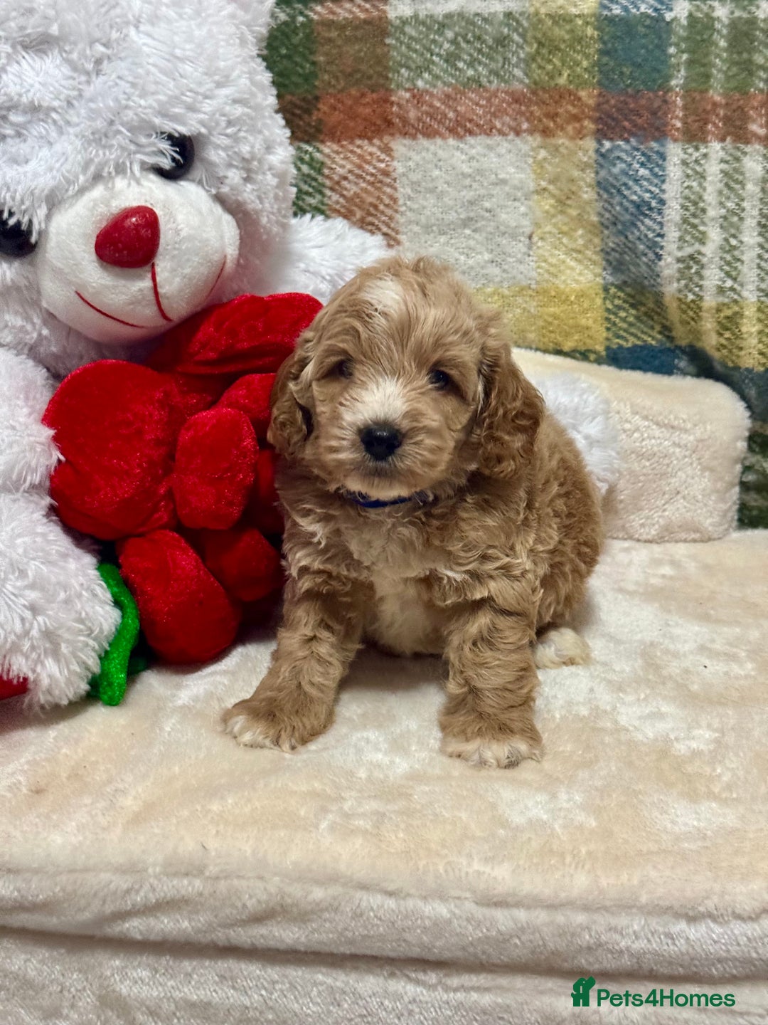Cockapoo dogs for sale: 3 gorgeous boys F1 Cockerpoo puppies  - Advert 3