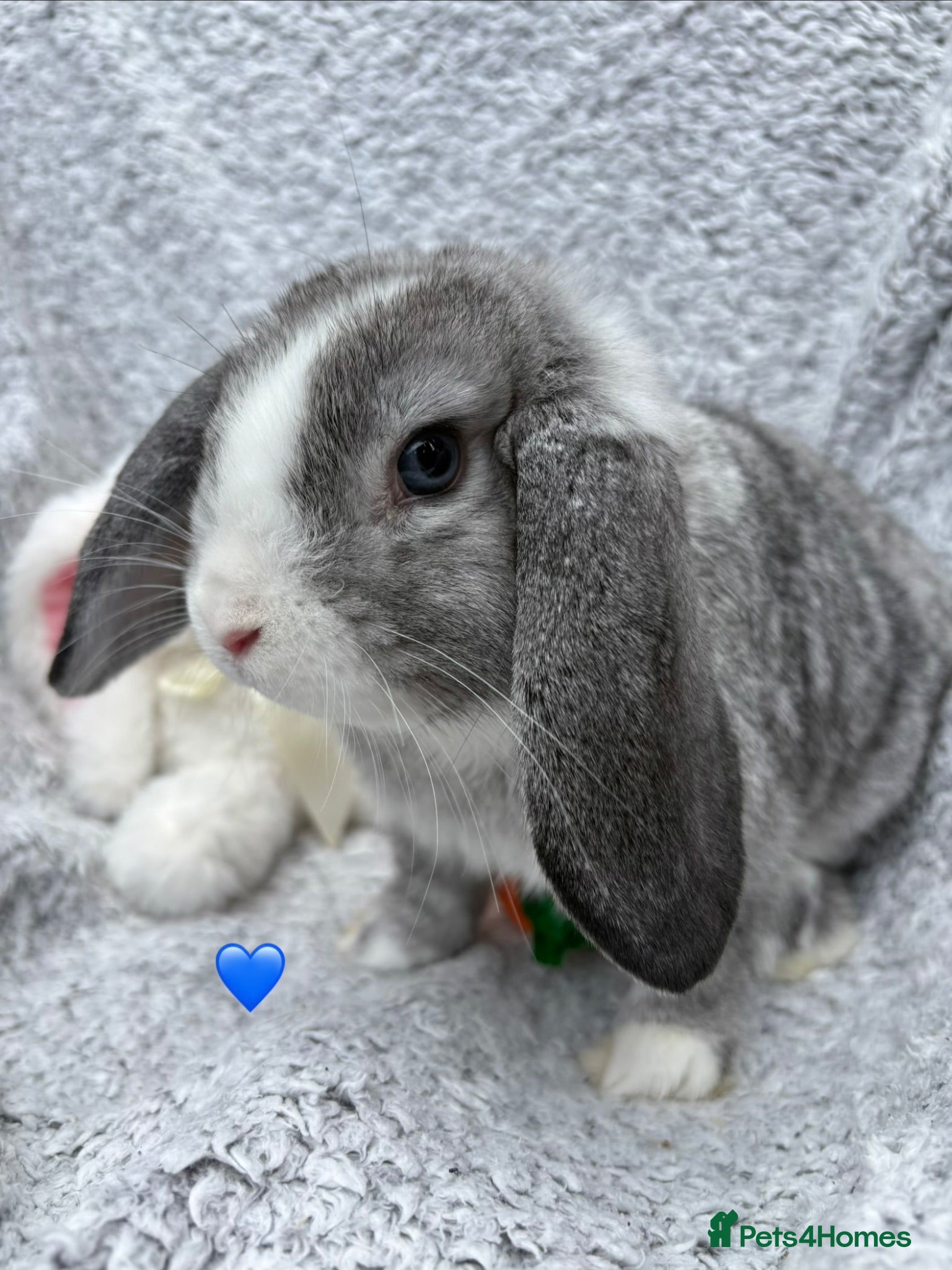 Mini Lop rabbits Mini Lop Bunny for sale! Available now! - Advert 1