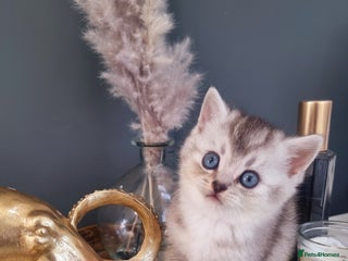 British Shorthair cats - Advert 3
