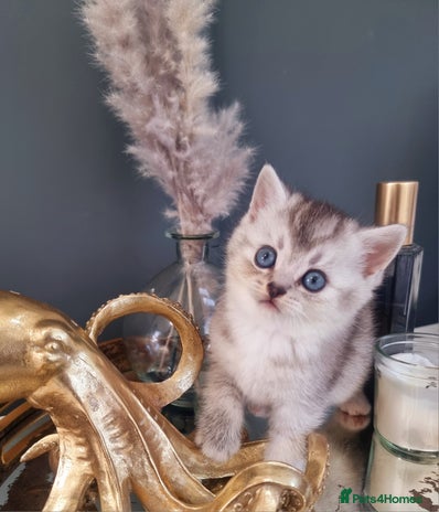 British Shorthair cats - Advert 6