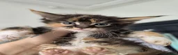 Maine Coon cats for sale: Exceptional maine coon kittens - Advert 3