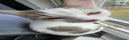 Mixed Breed cats for sale: Clipper in Leicester - Advert 2