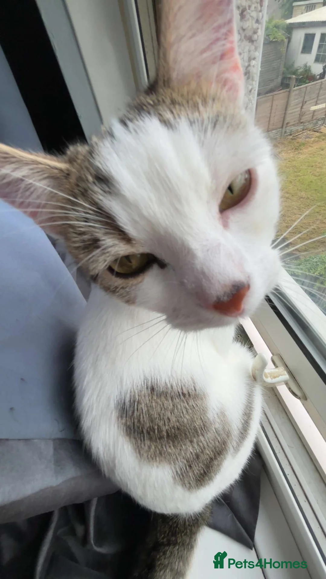 Mixed Breed cats for sale: Clipper in Leicester - Advert 2