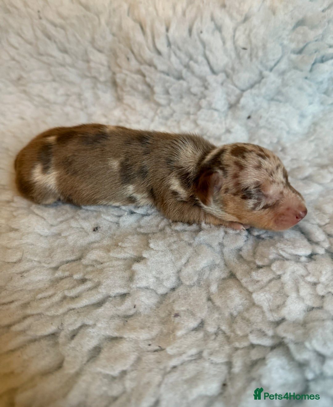 Miniature Dachshund dogs for sale: KC Mini Smooth haired Dachshunds  - Advert 17